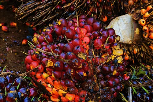 Oil palm fresh fruit bunches